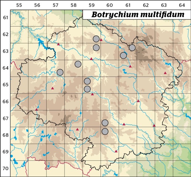 Mapa výskytu - vratička mnohoklaná - Botrychium multifidum