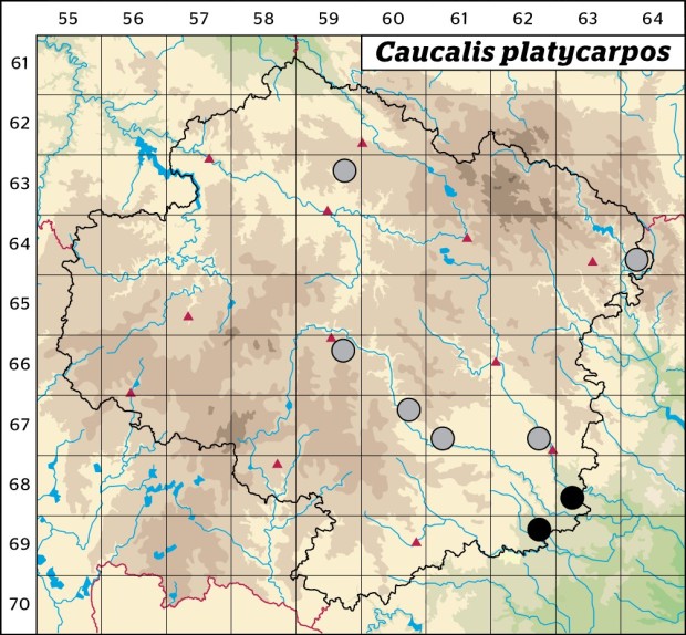 Mapa výskytu - dejvorec velkoplodý - Caucalis platycarpos