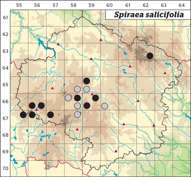 Mapa výskytu - tavolník vrbolistý - Spiraea salicifolia