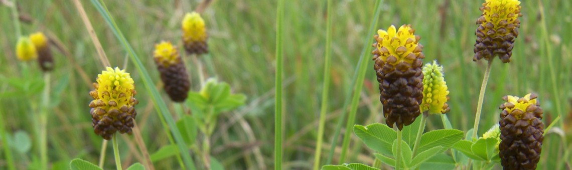 Jetel kaštanový (Trifolium spadiceum), PR Na Oklice, Milíčov u Jihlavy [JI] - foto Vojtěch Kodet