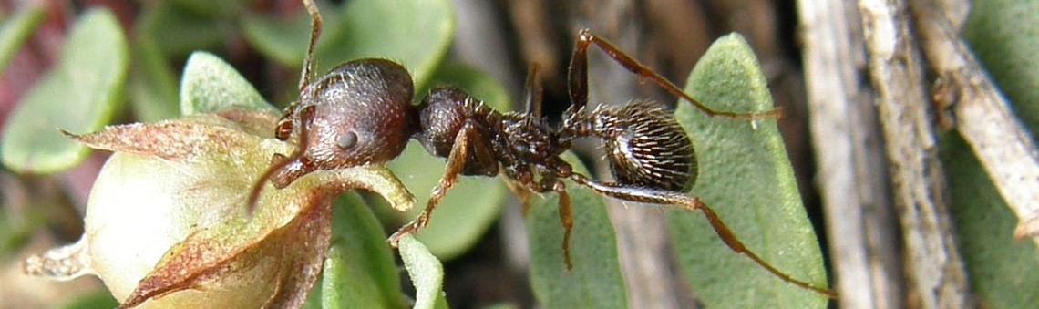 Mravenec zrnojed (Messor cf. structor) - foto Klára Bezděčková