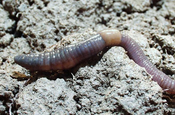 Žížala Fitzingeria platyura platyura, foto Václav Pižl