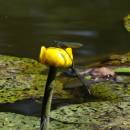 Stulík žlutý (<i>Nuphar lutea</i>), PP Bukovské rybníčky, 7.7.2015, foto Vojtěch Kodet