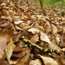 Mlok skvrnitý (<i>Salamandra salamandra</i>), PR Údolí Oslavy a Chvojnice, 25.4.2011, foto Vojtěch Kodet