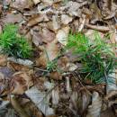 Semenáček jedle bělokoré (<i>Abies alba</i>), PP Přední skála, 1.6.2016, foto Vojtěch Kodet
