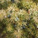 Jalovec obecný (<i>Juniperus communis</i>), NPR Mohelenská hadcová step [TR], 14.4.2015, foto Libor Ekrt