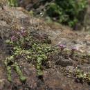 Mateřídouška časná pravá (<i>Thymus praecox</i>), NPR Mohelenská hadcová step [TR], 10.6.2015, foto Libor Ekrt