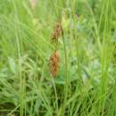 Ostřice bažinná (<i>Carex limosa</i>), rašeliniště Bažantka, 29.6.2013, foto Vojtěch Kodet