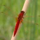 Vážka červená (<i>Crocothemis erythraea</i>), ryb. Parný Mlýn, Krahulov, foto Václav Křivan