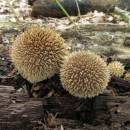 Pýchavka ježatá (<i>Lycoperdon echinatum</i>), NPR Velký Špičák [JI]