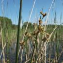 Skřípinec jezerní (<i>Schoenoplectus lacustris</i>), ryb. Velká Štěpnice, 4.7.2010, foto Vojtěch Kodet
