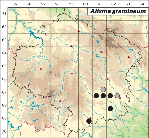 Mapa výskytu - žabník trávolistý - Alisma gramineum