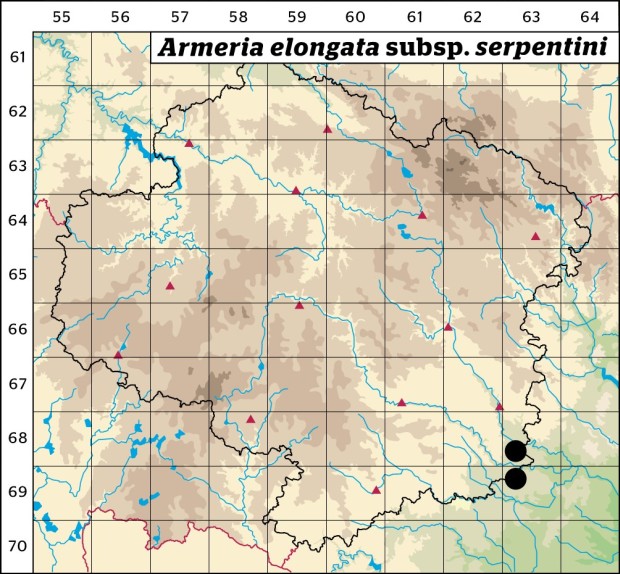 Mapa výskytu - trávnička obecná hadcová - Armeria elongata subsp. serpentini