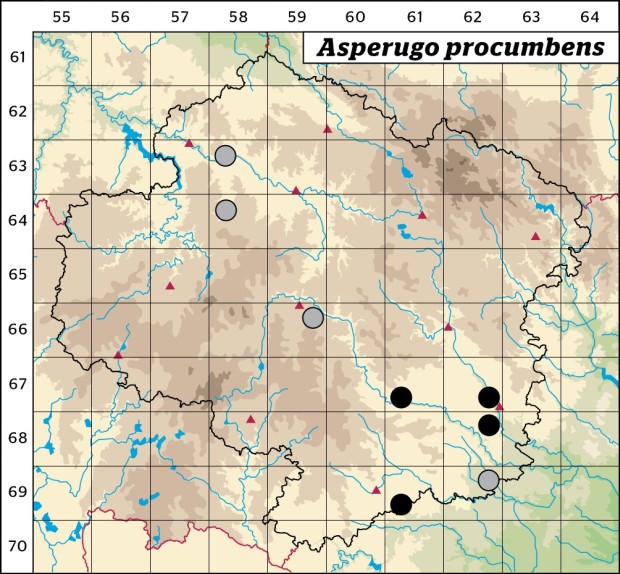 Mapa výskytu - ostrolist poléhavý - Asperugo procumbens