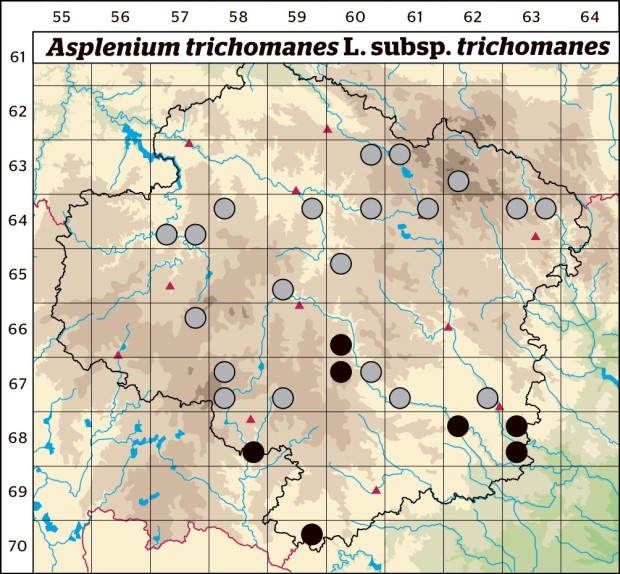 Mapa výskytu - sleziník červený pravý - Asplenium trichomanes subsp. trichomanes