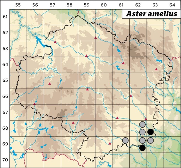 Mapa výskytu - hvězdnice chlumní - Aster amellus