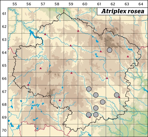 Mapa výskytu - lebeda růžová - Atriplex rosea