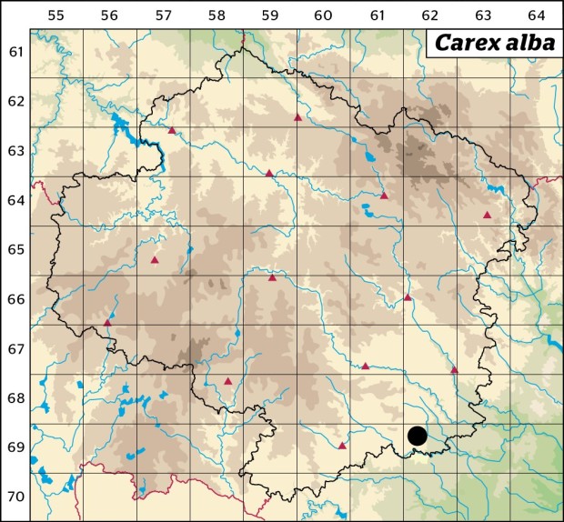 Mapa výskytu - ostřice bílá - Carex alba