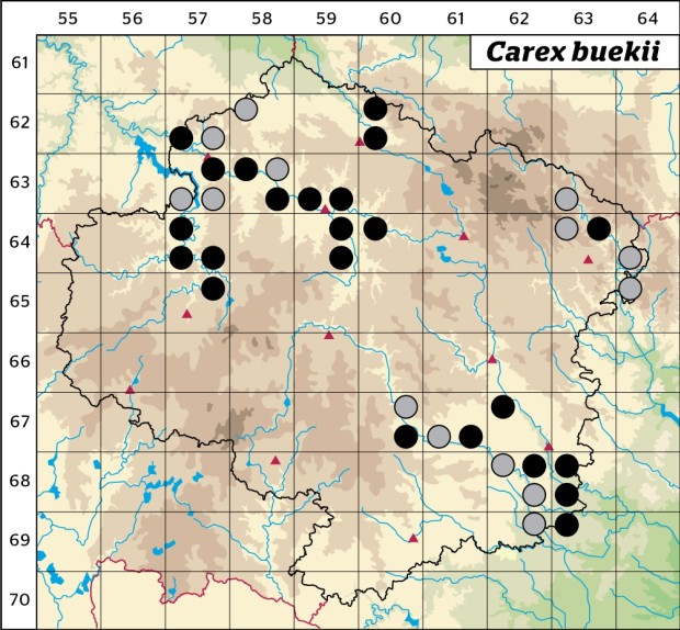 Mapa výskytu - ostřice buekova - Carex buekii