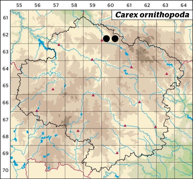 Mapa výskytu - ostřice ptačí nožka - Carex ornithopoda
