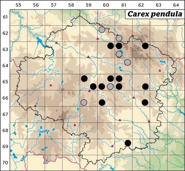 Mapa výskytu - ostřice převislá - Carex pendula