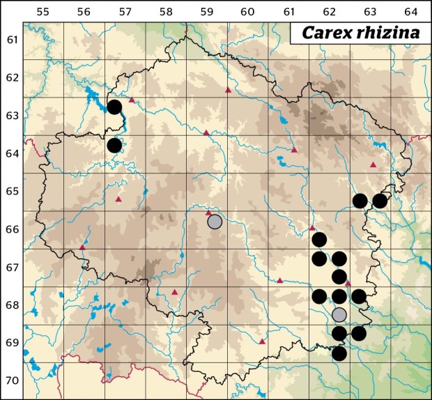 Mapa výskytu - ostřice tlapkatá - Carex rhizina
