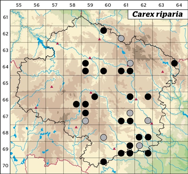Mapa výskytu - ostřice pobřežní - Carex riparia