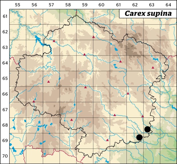 Mapa výskytu - ostřice drobná - Carex supina