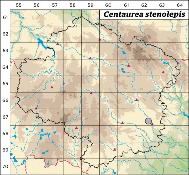 Mapa výskytu - chrpa úzkoperá - Centaurea stenolepis