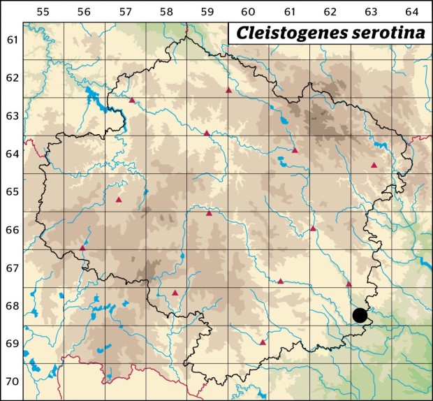 Mapa výskytu - dvouřadec pozdní - Cleistogenes serotina