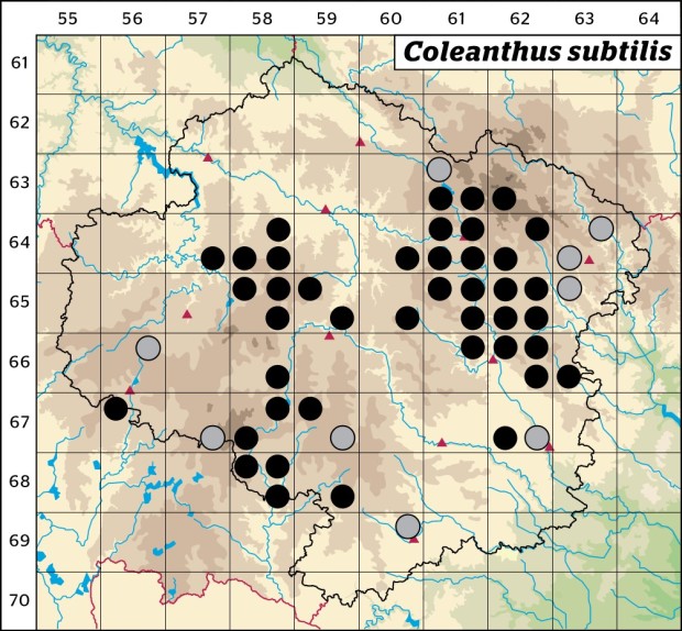 Mapa výskytu - puchýřka útlá - Coleanthus subtilis