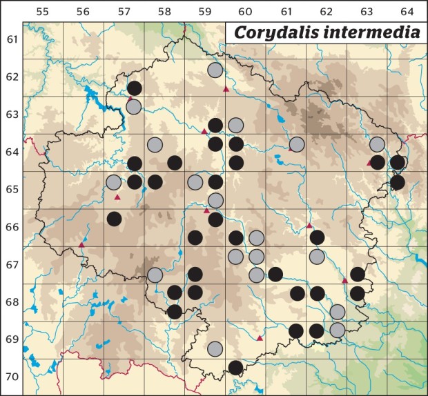 Mapa výskytu - dymnivka bobovitá - Corydalis intermedia