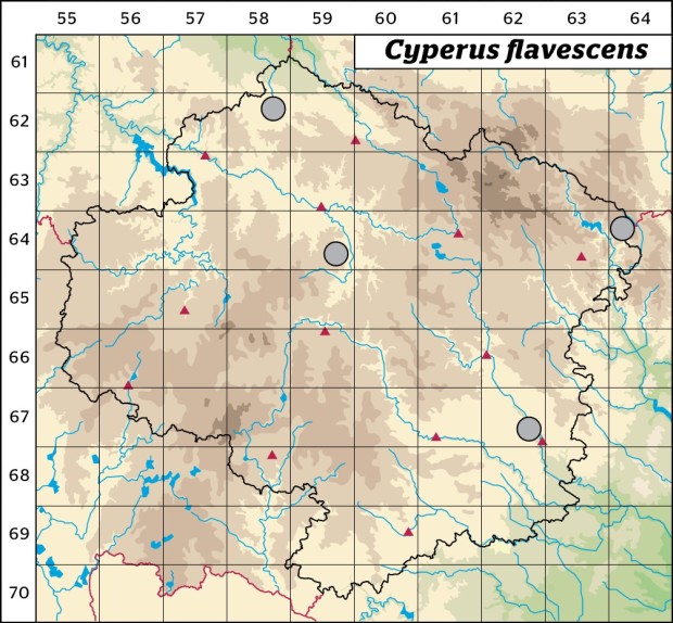 Mapa výskytu - šáchor žlutavý - Cyperus flavescens