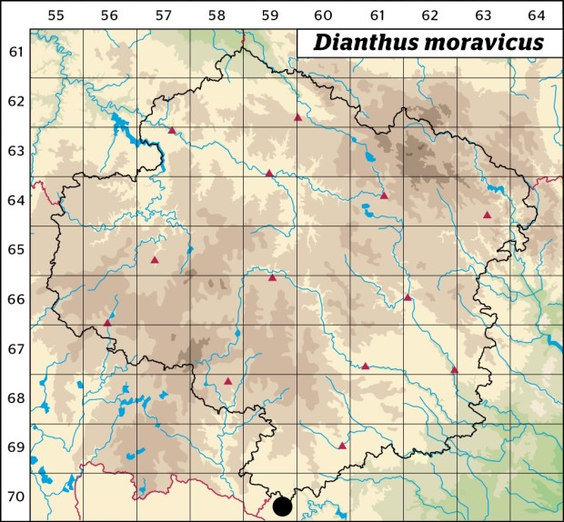 Mapa výskytu - hvozdík moravský - Dianthus moravicus