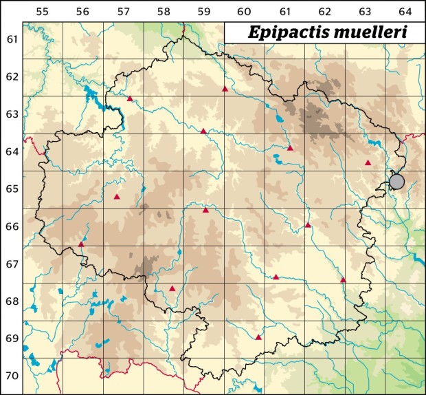 Mapa výskytu - kruštík růžkatý - Epipactis muelleri