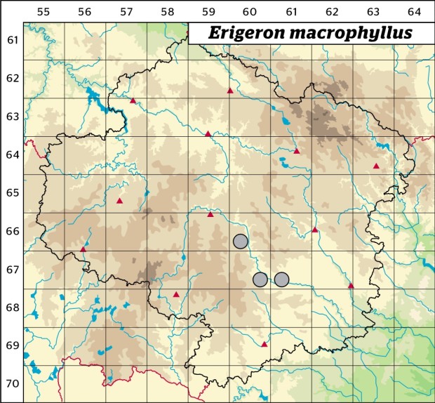 Mapa výskytu - turan velkolistý - Erigeron macrophyllus