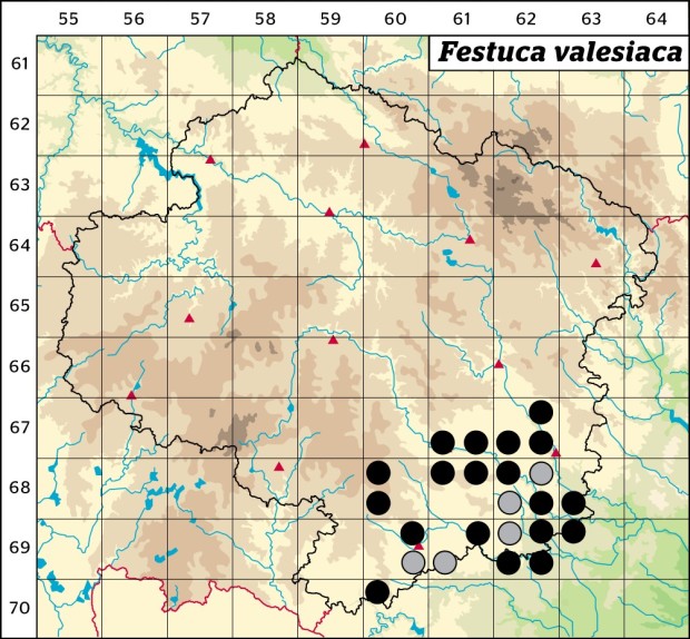 Mapa výskytu - kostřava walliská - Festuca valesiaca