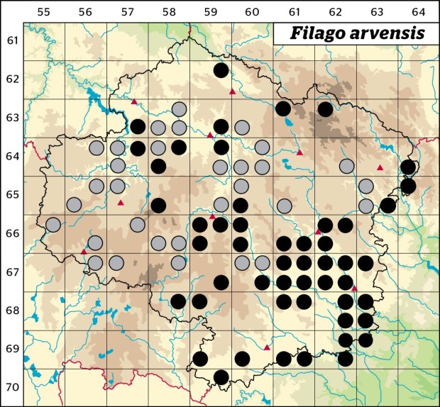 Mapa výskytu - bělolist rolní - Filago arvensis