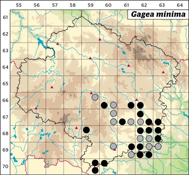 Mapa výskytu - křivatec nejmenší - Gagea minima