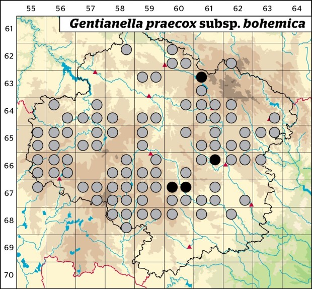 Mapa výskytu - hořeček mnohotvarý český - Gentianella praecox subsp. bohemica