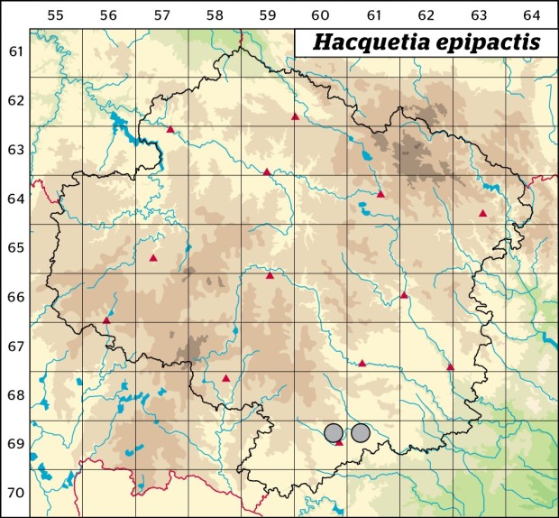Mapa výskytu - hvězdnatec zubatý - Hacquetia epipactis