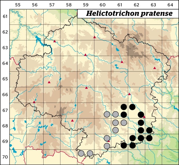 Mapa výskytu - ovsíř luční - Helictotrichon pratense