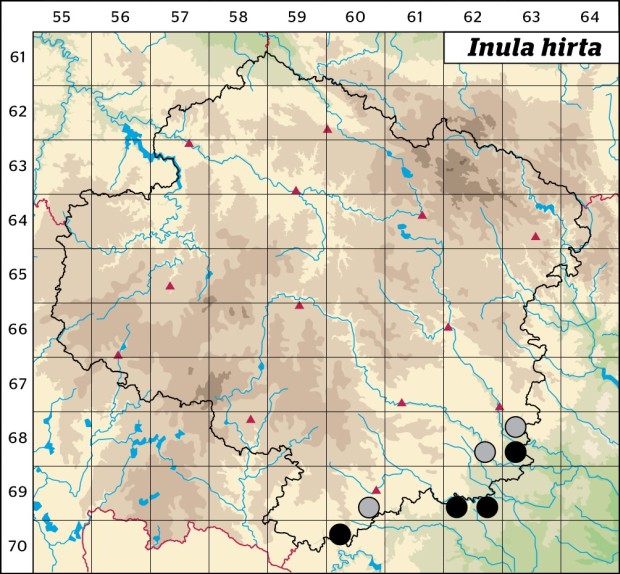 Mapa výskytu - oman srstnatý - Inula hirta