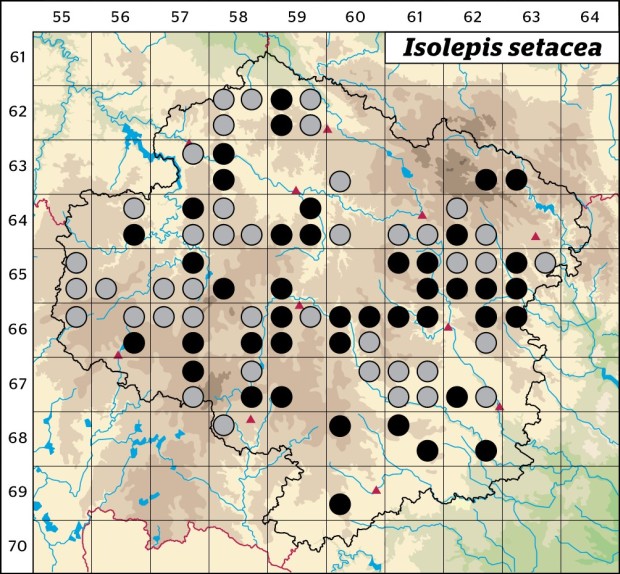 Mapa výskytu - bezosetka štětinovitá - Isolepis setacea