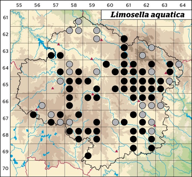 Mapa výskytu - blatěnka vodní - Limosella aquatica