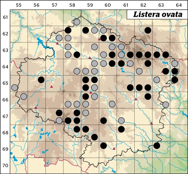 Mapa výskytu - bradáček vejčitý - Listera ovata