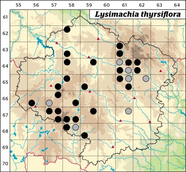 Mapa výskytu - vrbina kytkokvětá - Lysimachia thyrsiflora