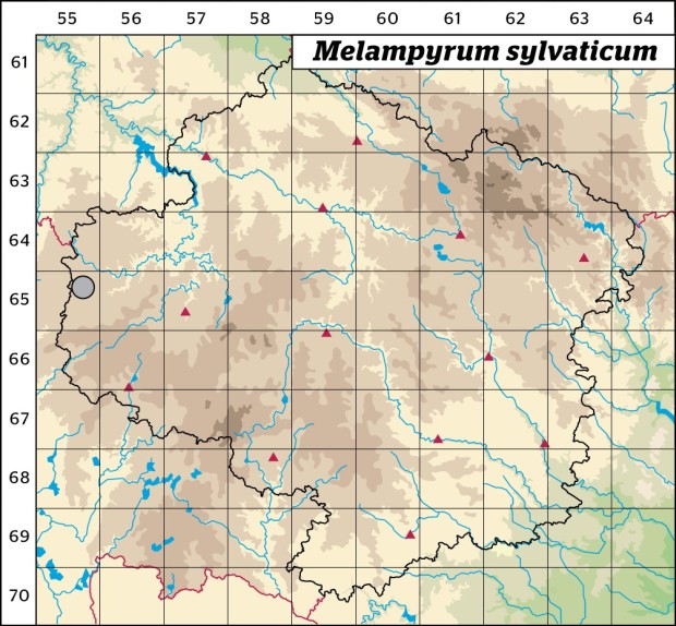 Mapa výskytu - černýš lesní - Melampyrum sylvaticum