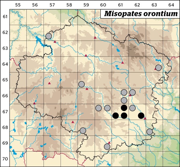 Mapa výskytu - šklebivec přímý - Misopates orontium