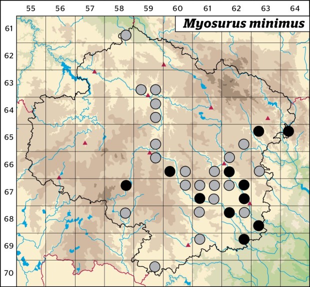Mapa výskytu - myší ocásek nejmenší - Myosurus minimus